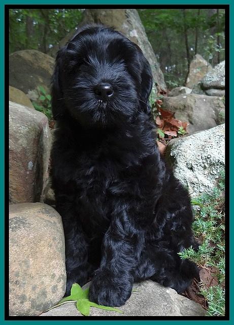Cherie Blaze pups 8 wks old 71