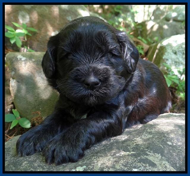 Cherie Blaze pups 3 wks old 151