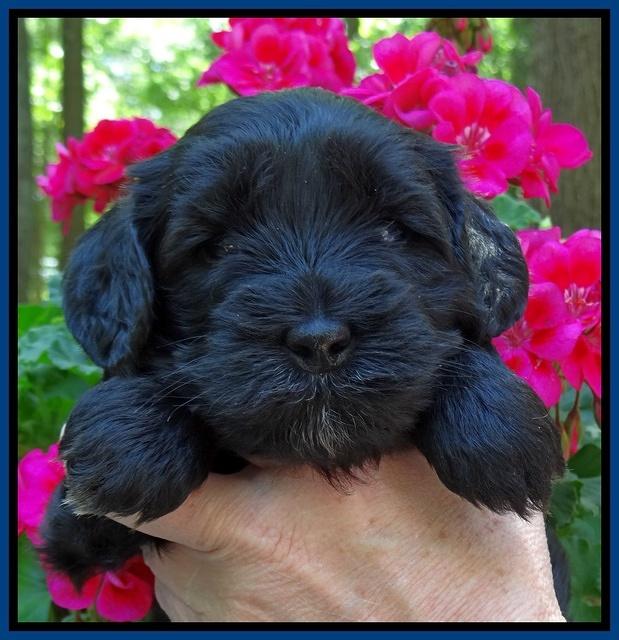 Cherie Blaze pups 4 wks old 151