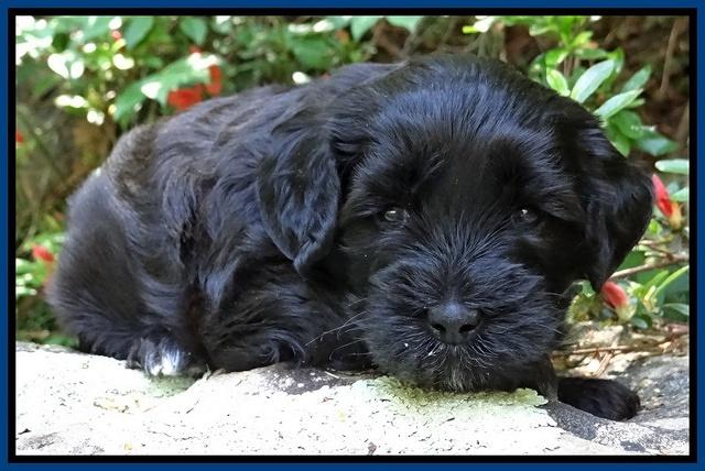 Cherie Blaze pups 4 wks old 161