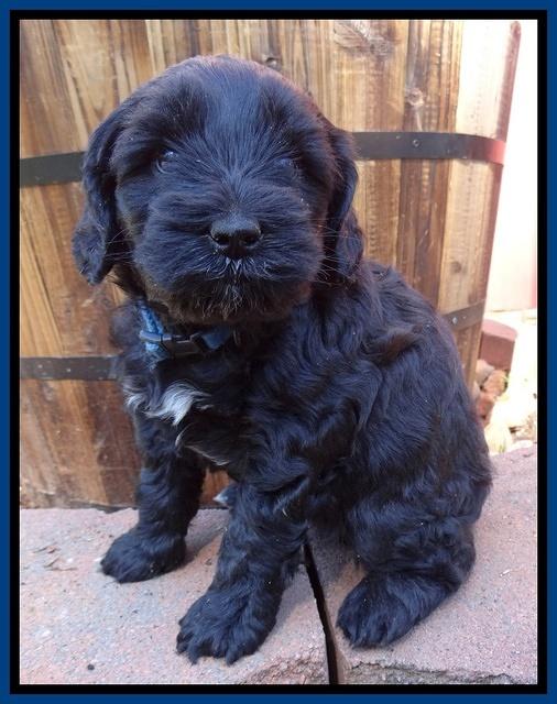 Cherie Blaze pups 5 wks old 171