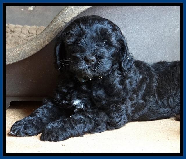 Cherie Blaze pups 7 weeks old 171