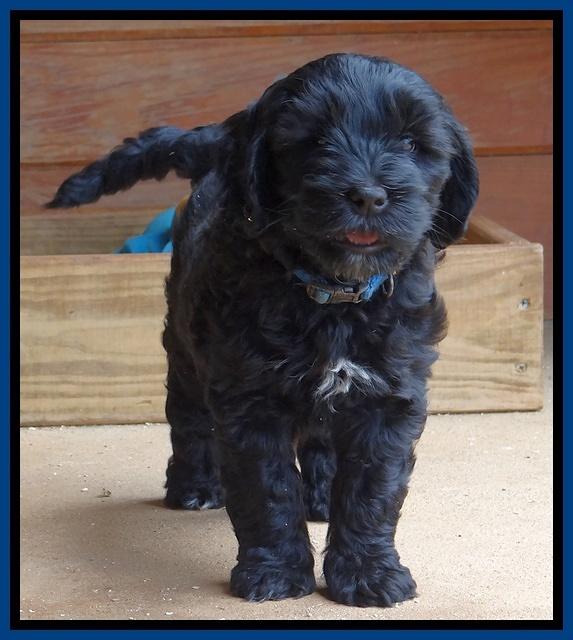 Cherie Blaze pups 7 weeks old 181