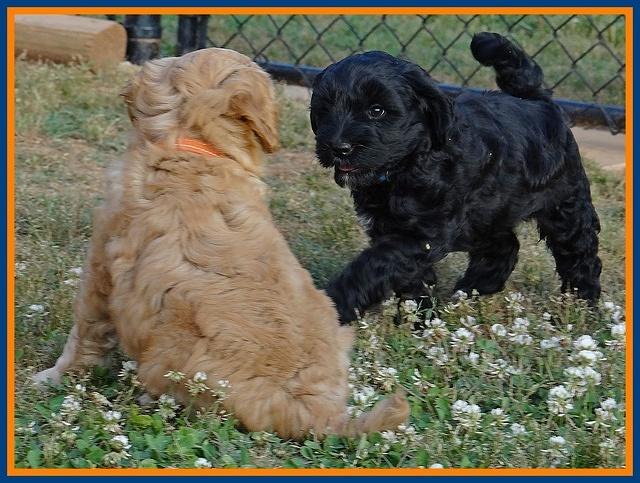 Cherie Blaze pups 7 weeks old 211