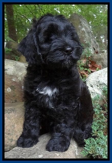 Cherie Blaze pups 8 wks old 211