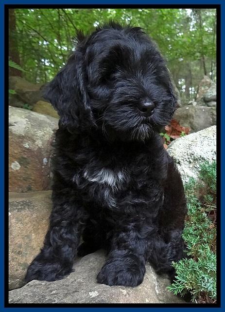 Cherie Blaze pups 8 wks old 231