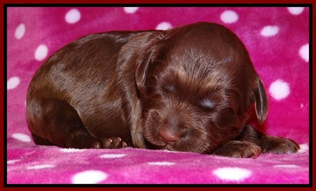 Cherie Blaze pups 1 wk old 121