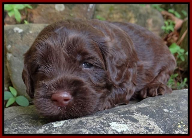 Cherie Blaze pups 3 wks old 191