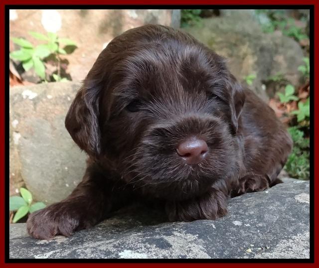 Cherie Blaze pups 3 wks old 201