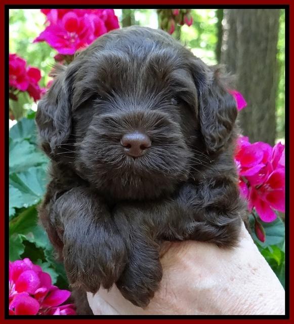 Cherie Blaze pups 4 wks old 181
