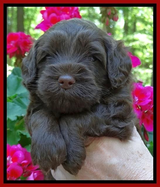 Cherie Blaze pups 4 wks old 191
