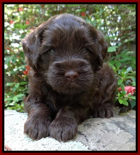 Cherie Blaze pups 4 wks old 201