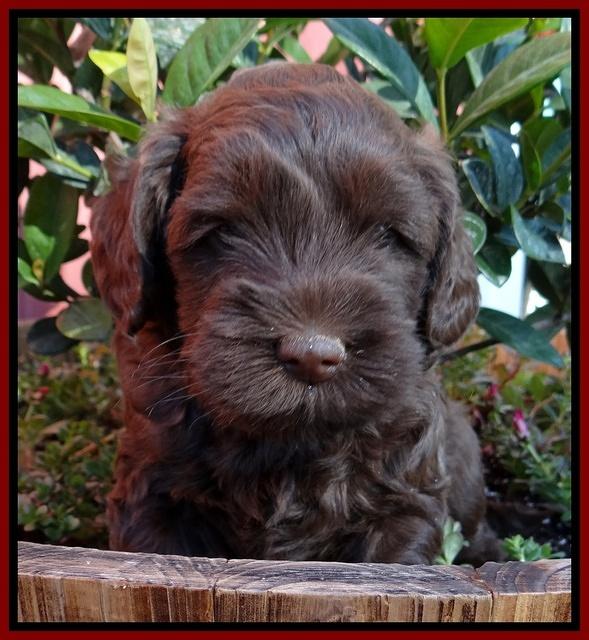 Cherie Blaze pups 5 wks old 251