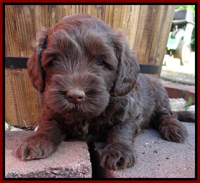 Cherie Blaze pups 5 wks old 271