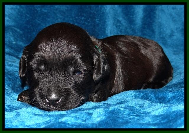Cherie Blaze pups 2 wks old 121