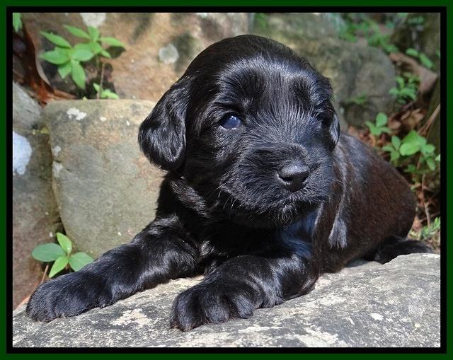 Cherie Blaze pups 3 wks old 221