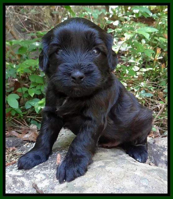 Cherie Blaze pups 4 wks old 241