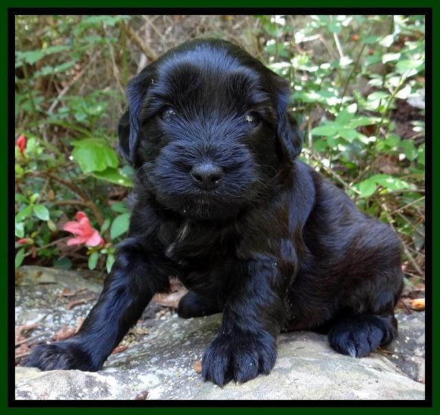 Cherie Blaze pups 4 wks old 251