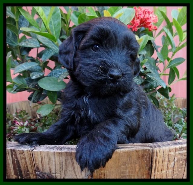 Cherie Blaze pups 5 wks old 311