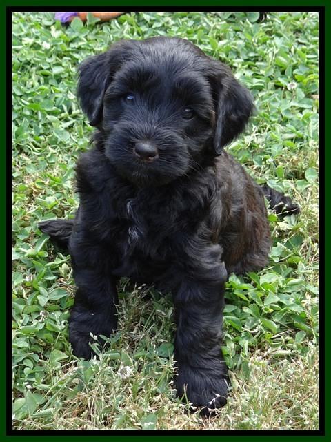 Cherie Blaze pups 6 weeks old 231