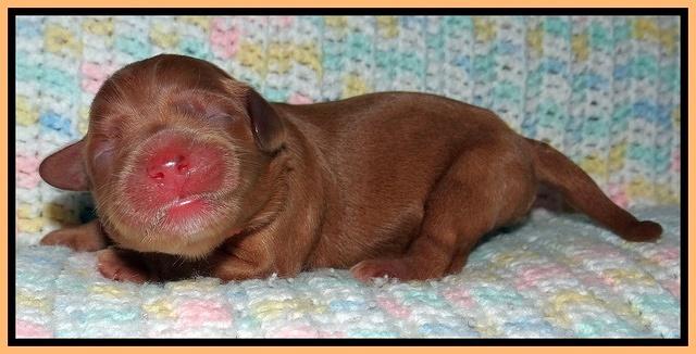 Cherie Blaze Newborn 81