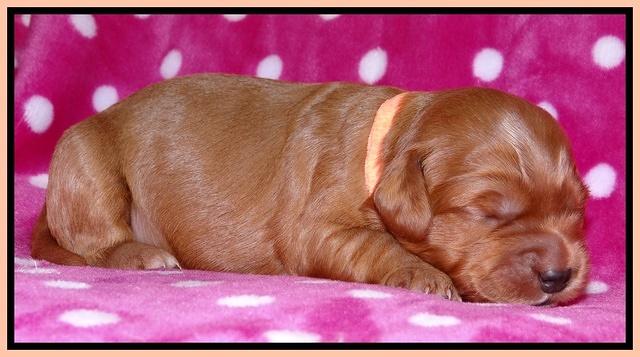 Cherie Blaze pups 1 wk old 191