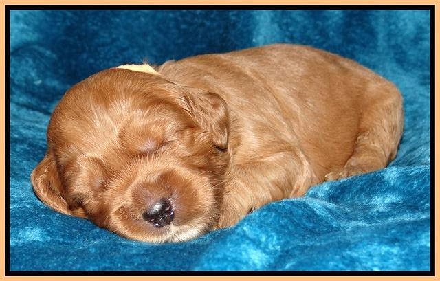 Cherie Blaze pups 2 wks old 151
