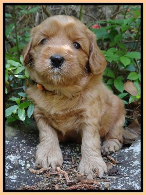 Cherie Blaze pups 4 wks old 291