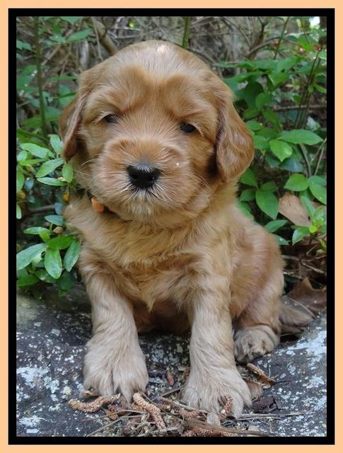 Cherie Blaze pups 4 wks old 301