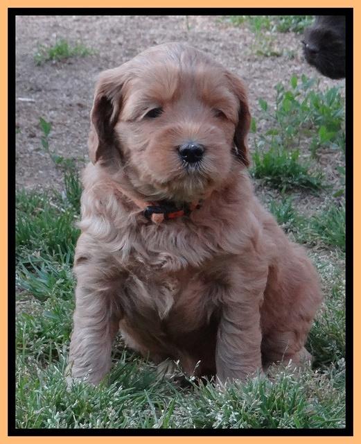 Cherie Blaze pups 5 wks old 461