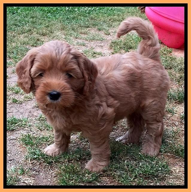 Cherie Blaze pups 6 weeks old 291