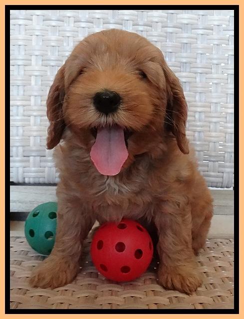 Cherie Blaze pups 7 weeks old 401