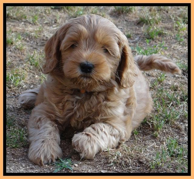 Cherie Blaze pups 7 weeks old 461