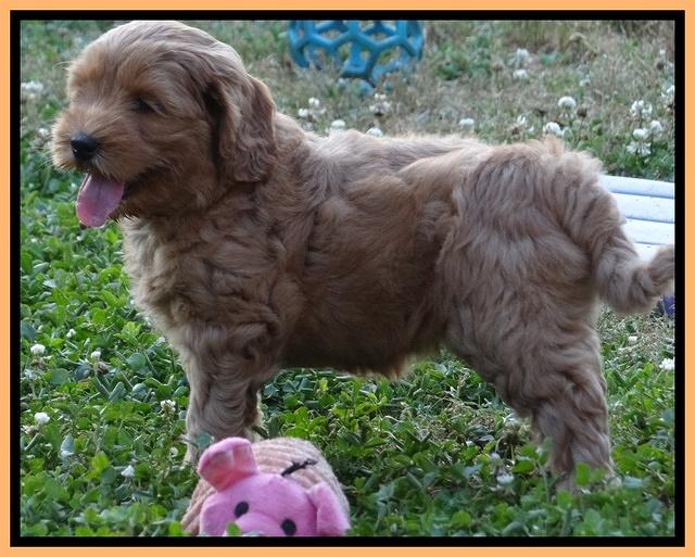 Cherie Blaze pups 7 weeks old 471