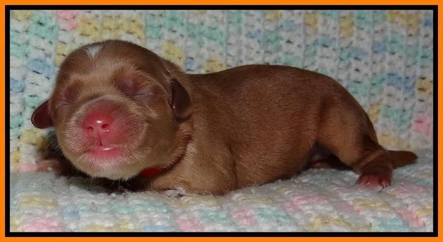 Cherie Blaze Newborn 91