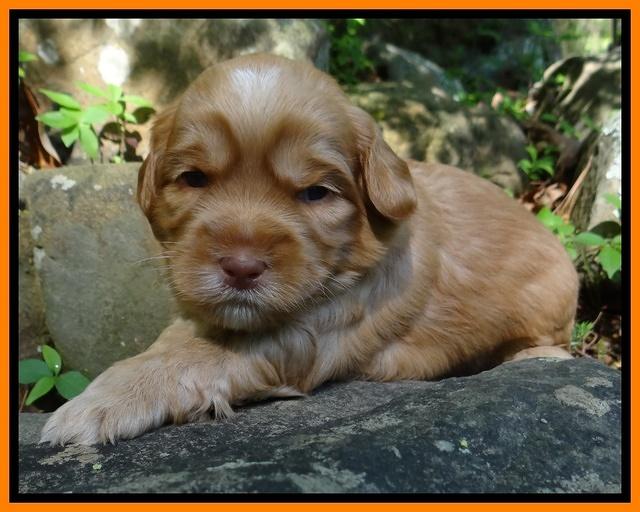 Cherie Blaze pups 3 wks old 281