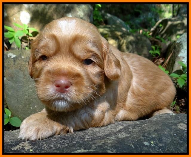 Cherie Blaze pups 3 wks old 291