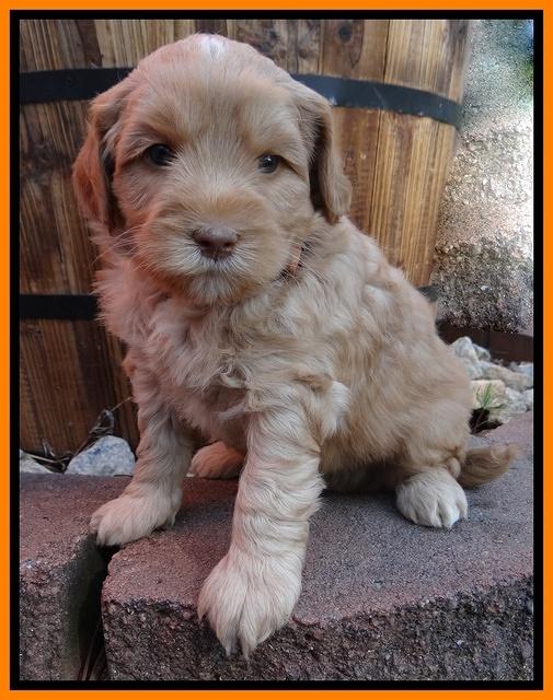 Cherie Blaze pups 5 wks old 411