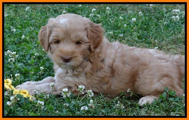 Cherie Blaze pups 6 weeks old 251