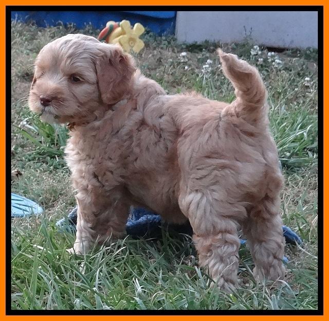 Cherie Blaze pups 7 weeks old 361