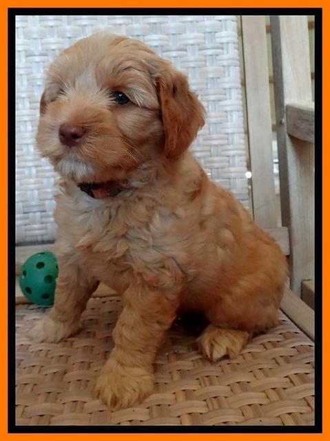 Cherie Blaze pups 7 weeks old 371