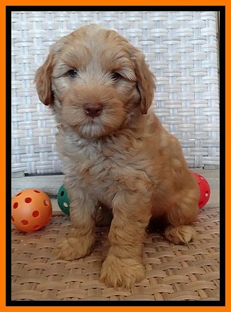 Cherie Blaze pups 7 weeks old 391