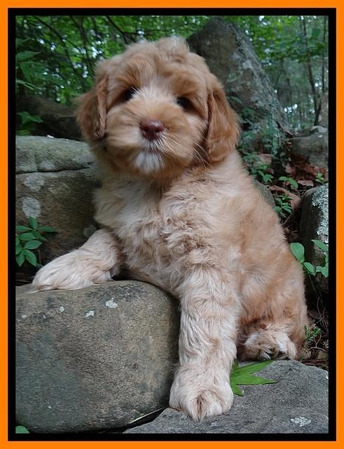 Cherie Blaze pups 8 wks old 41
