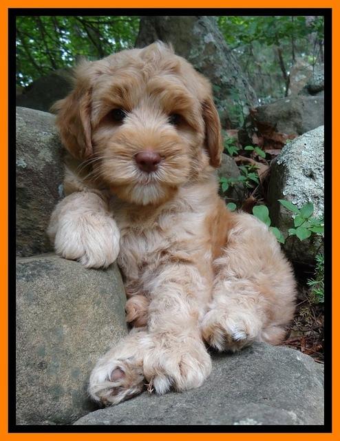 Cherie Blaze pups 8 wks old 51