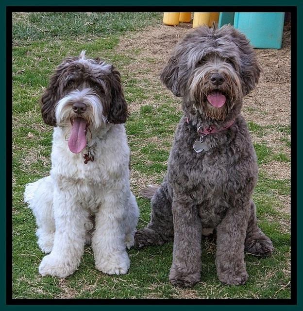 Duke-CocoChanel-9845