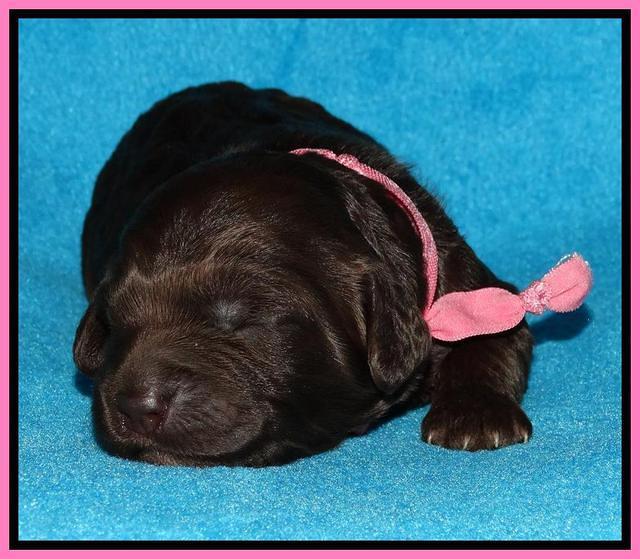 Coco Duke pups 1 wk old 11