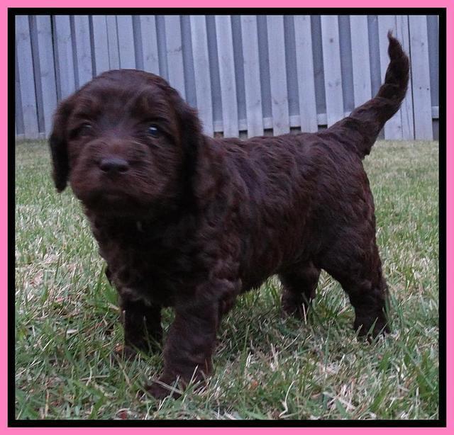 Coco Duke pups 4 wks old 21