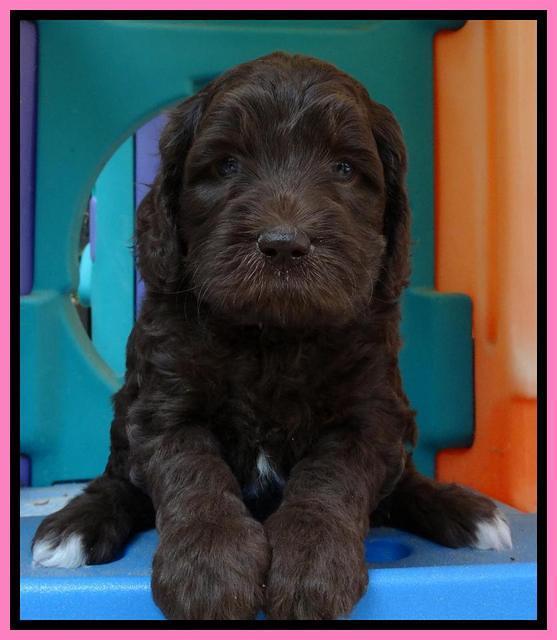 Coco Duke pups 5 wks old 81