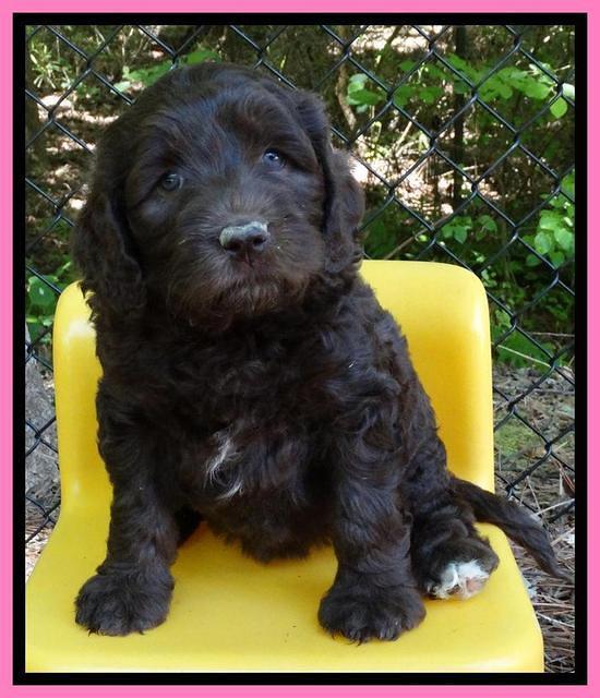 Coco Duke pups 6 wks old 21