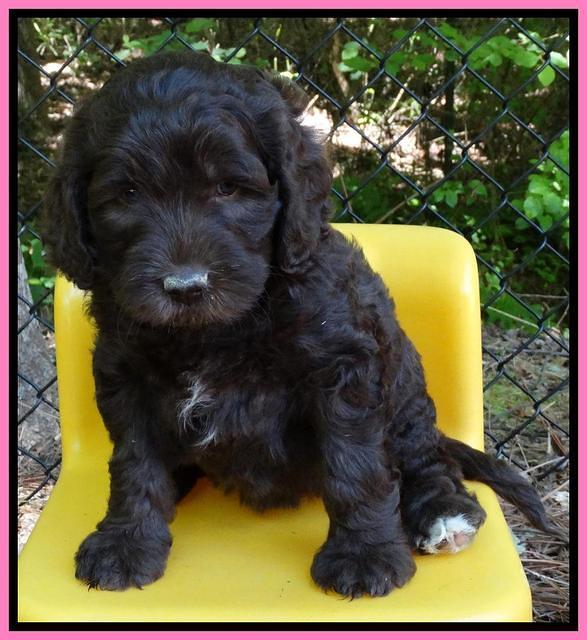 Coco Duke pups 6 wks old 31